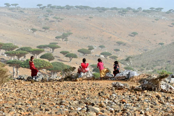 Socotra — Stockfoto
