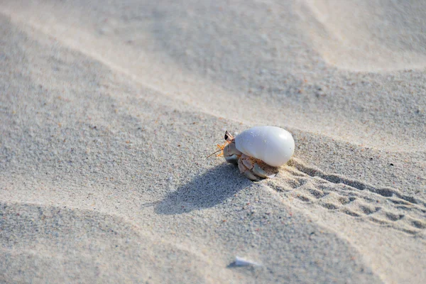 Crabe ermite — Photo