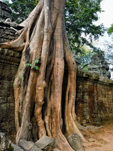 Angkor wat — Stok fotoğraf