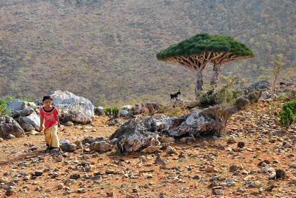 Socotra, little local girl — Stock Photo, Image