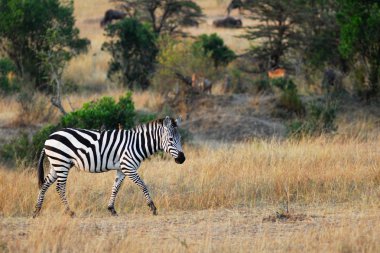 Zebra