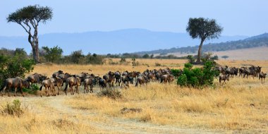 Africa landscape with antelopes gnu clipart