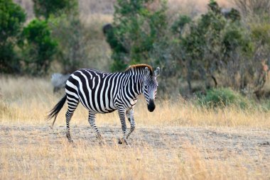 Zebra
