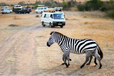 Safari.