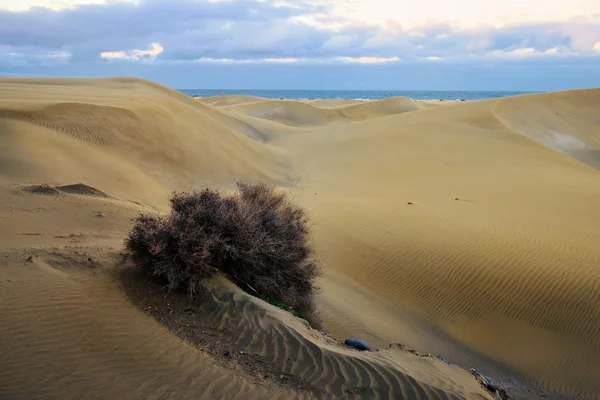 Masoalomas de dunas — Fotografia de Stock