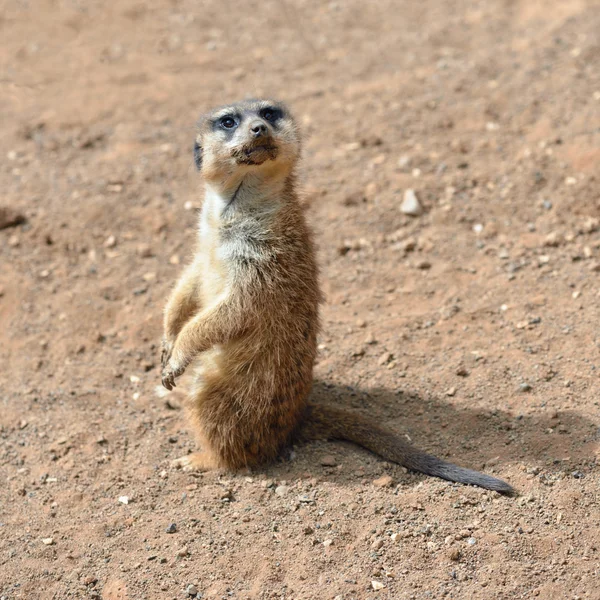 Meerkats (suricados) ) — Fotografia de Stock