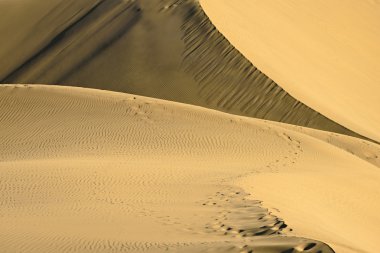 Dune Maspalomas