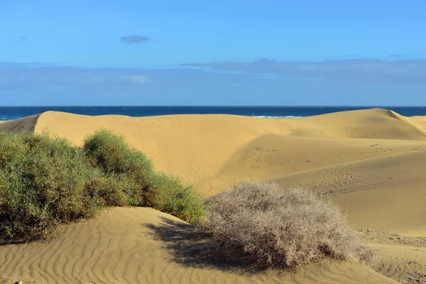 Maspalomas de dunas — Fotografia de Stock