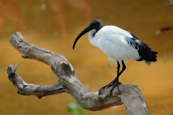 Ibis — Stock Photo, Image