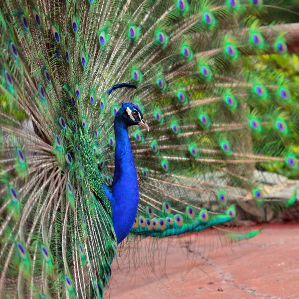 Pfau — Stockfoto