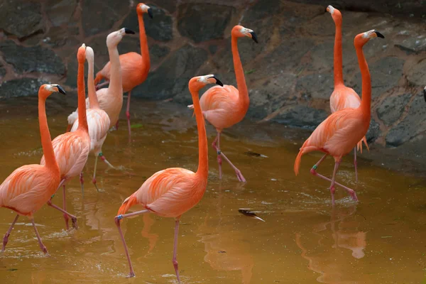 Flamingo — Stock Image Flamingo Royalty Free Stock Photos
