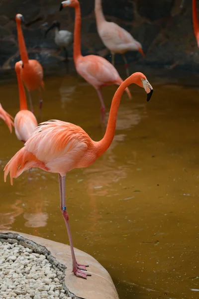 Flamingo — Stock fotografie