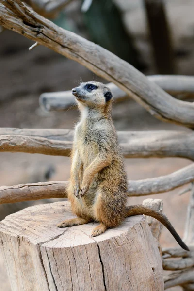 Stokstaartjes (suricate) — Stockfoto