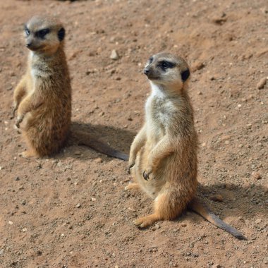 fundalıklardır (suricate)