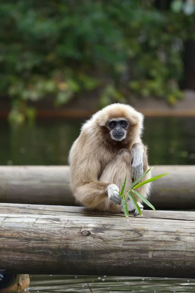 Bílý podal gibbon — Stock fotografie