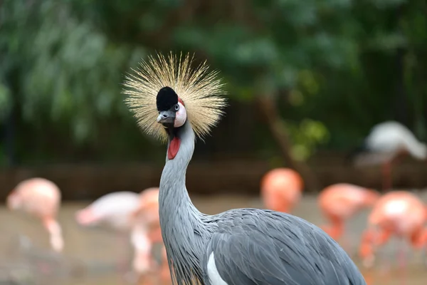 Svart krönt crane — Stockfoto