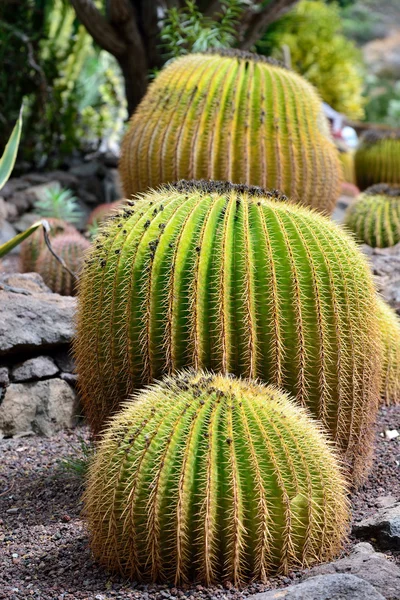 Jardim do cacto — Fotografia de Stock