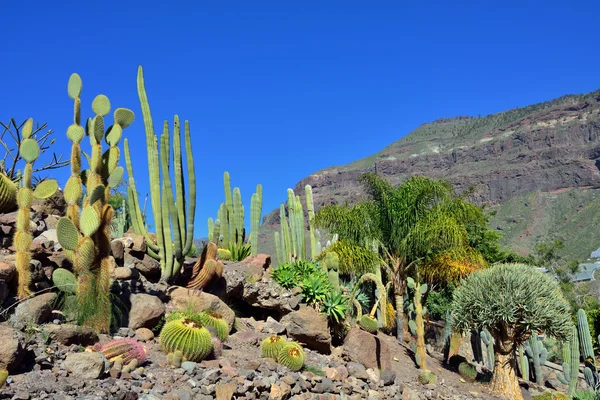 Kaktusová zahrada — Stock fotografie
