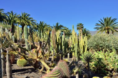 kaktüs garden