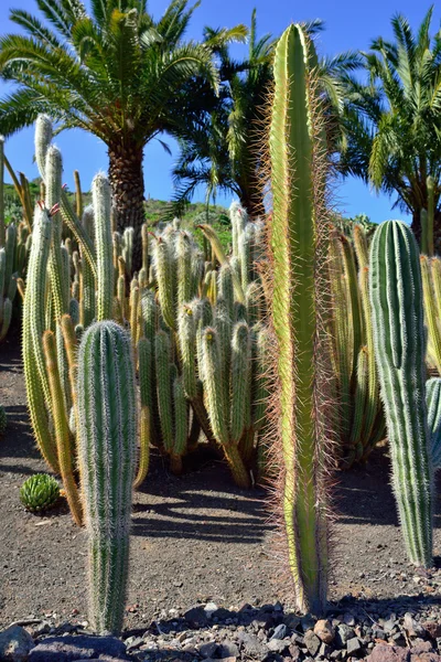 Cactus garden — Stock Photo, Image