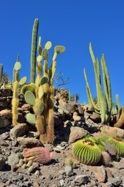 kaktüs garden