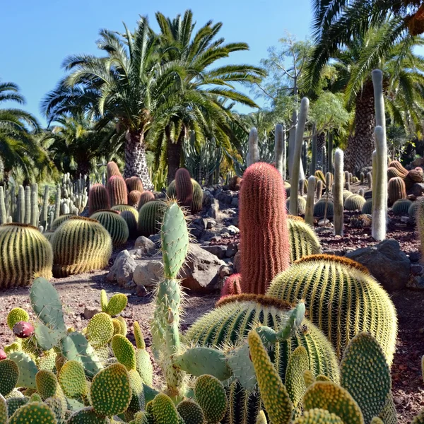 Cactus garden — Stock Photo, Image