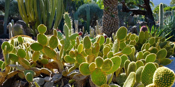 Giardino di cactus — Foto Stock
