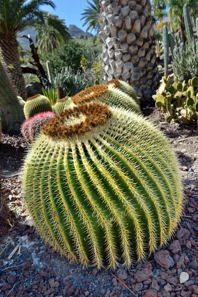 Jardim do cacto — Fotografia de Stock