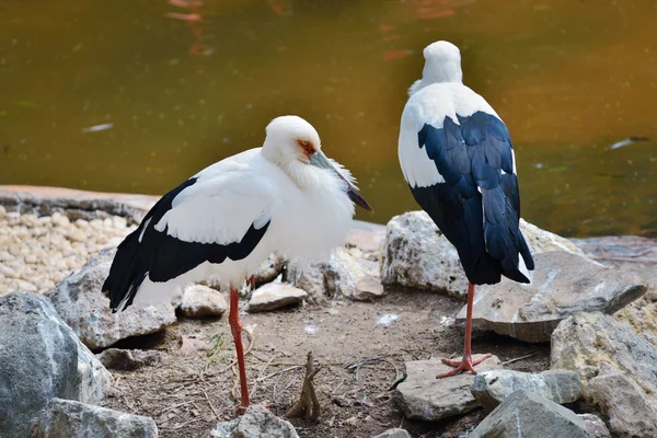 Storch — Stockfoto