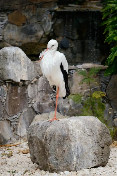 Stork — Stock Photo, Image