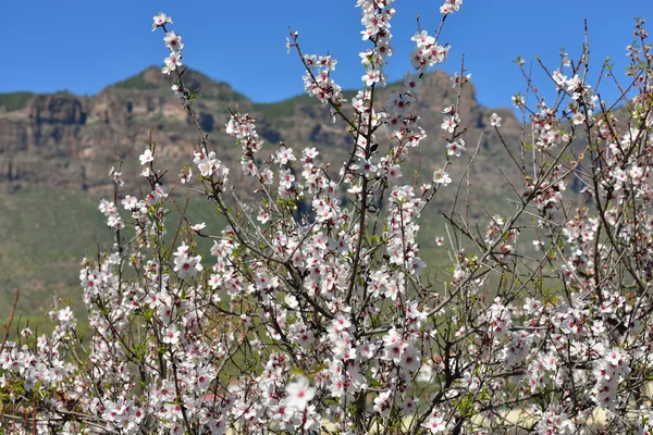 Flowering almond — Stock Photo, Image