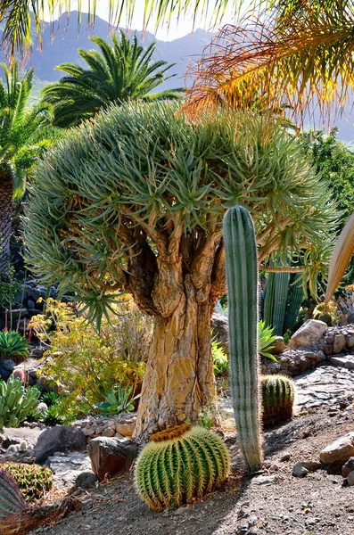 Kaktusz kert — Stock Fotó