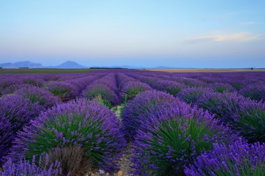 Lavender field  clipart
