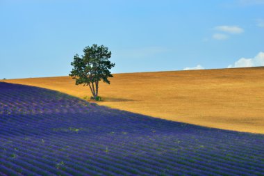 Lavender field clipart