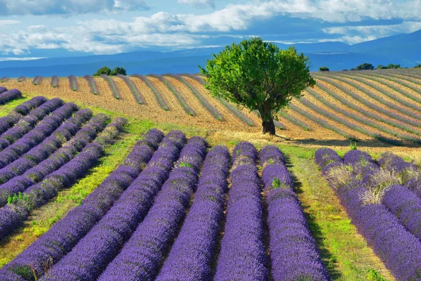 Lavanta alanı — Stok fotoğraf