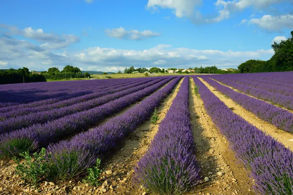 Lavender field — Stock Photo, Image