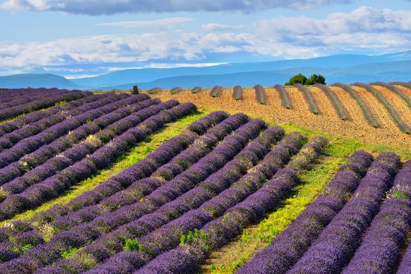 Campo di lavanda — Foto Stock