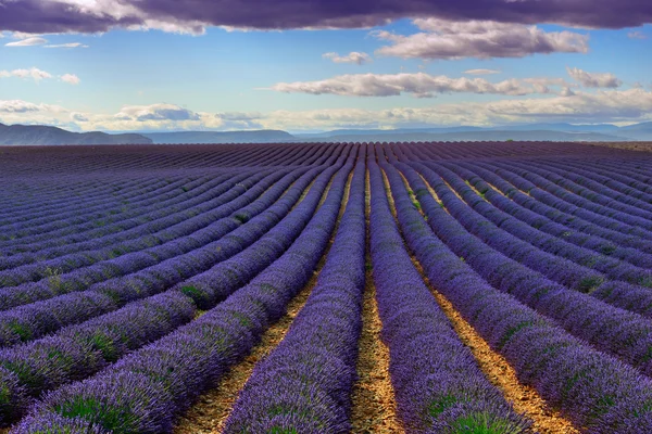 Lavender field — Stock Photo, Image