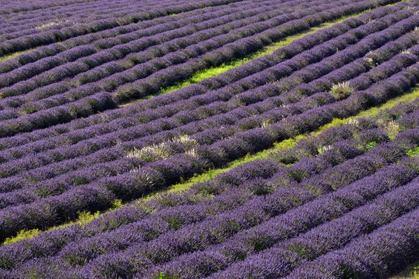 Лавандовое поле — стоковое фото