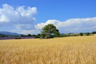 Provence kırsal manzara