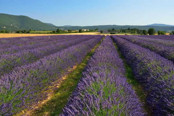 Campo de lavanda — Fotografia de Stock