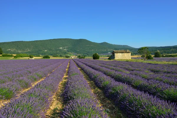 Lavender field — Stock Photo, Image