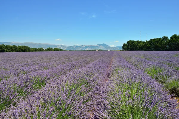 Campo di lavanda — Foto Stock