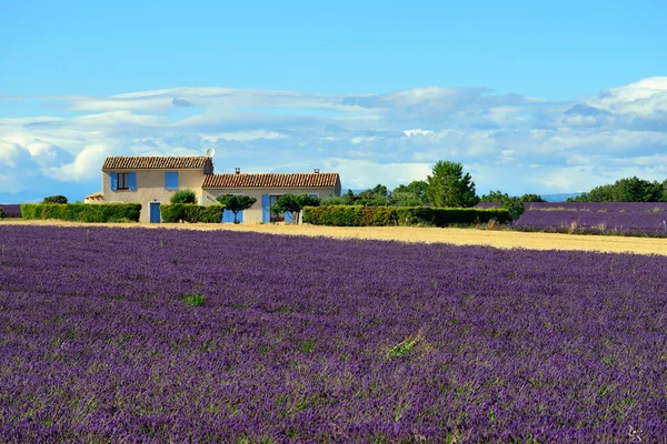 Campo di lavanda — Foto Stock