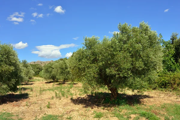Provence. zeytin ağacı — Stok fotoğraf