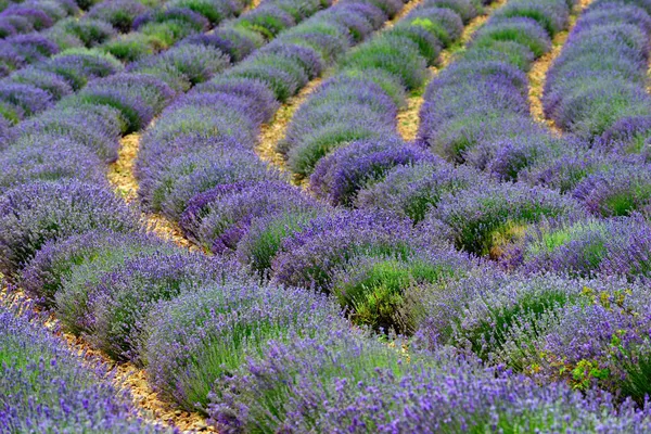 Lavender field