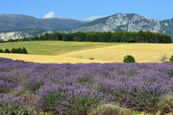 Venkovské krajiny Provence — Stock fotografie