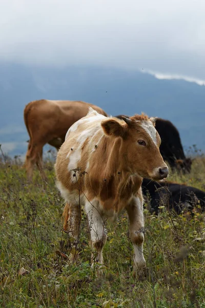 Koeien Grazen Gras Groene Landbouwgrond Veld Van Een Alpiene Weiden — Stockfoto