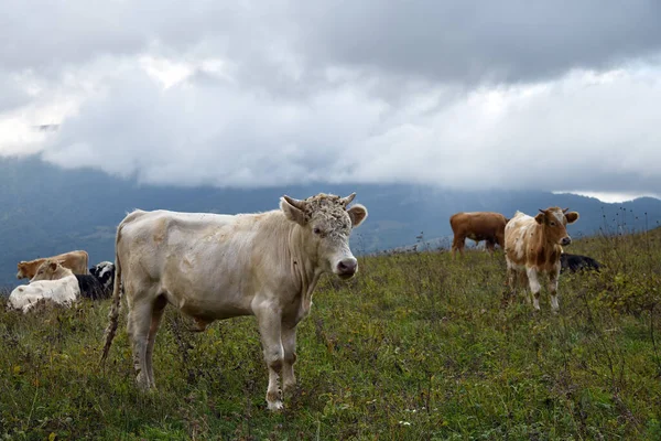 Αγελάδες Βόσκουν Χόρτο Πράσινο Αγρόκτητο Χωράφι Αλπικών Λιβαδιών Στο Βουνό — Φωτογραφία Αρχείου