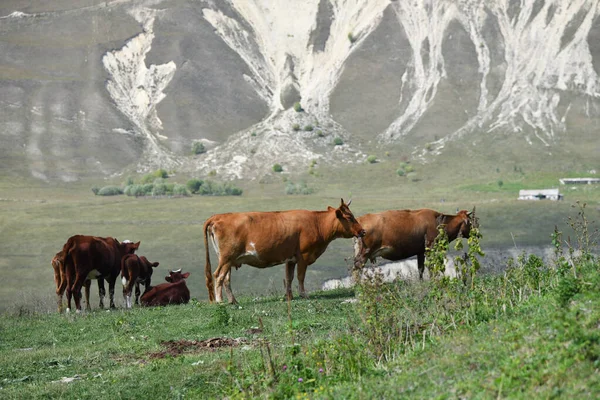 Cows Grazing Grass Green Farmland Field Alpine Meadows Caucasus Mountain — Stock Photo, Image